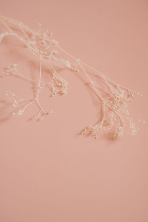 Free Simple composition of a dried plant against a pastel pink backdrop, showcasing minimalist aesthetics. Stock Photo