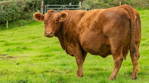 Brown Aberdeen Angus on Green Grass Field