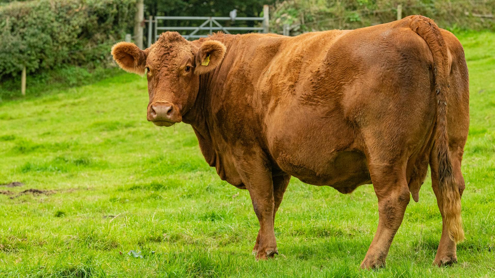 Brown Aberdeen Angus on Green Grass Field