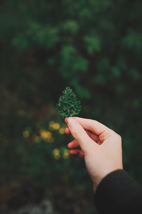 Free Person showing small twig of green plant in nature Stock Photo