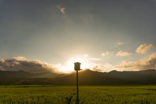 Breathtaking view of a birdhouse silhouetted against a Jogja sunrise in a tranquil grassland.