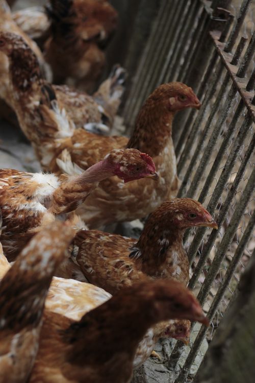 Free Group of chickens in a farm coop, showcasing their brown feathers and curious demeanor. Stock Photo