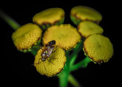Foto d'estoc gratuïta de flor, fotografia macro, insecte