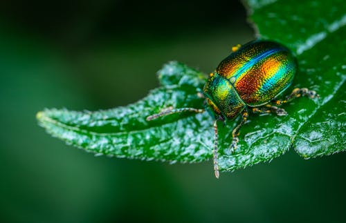 Foto profissional grátis de arco-íris, besouro, ecológico