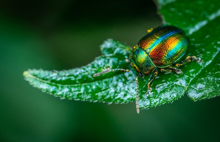 Rainbow Leaf Beetle In Close Up Photography