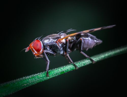 Free Detailed macro photography of a fly perched on a green stem, showcasing its intricate features. Stock Photo