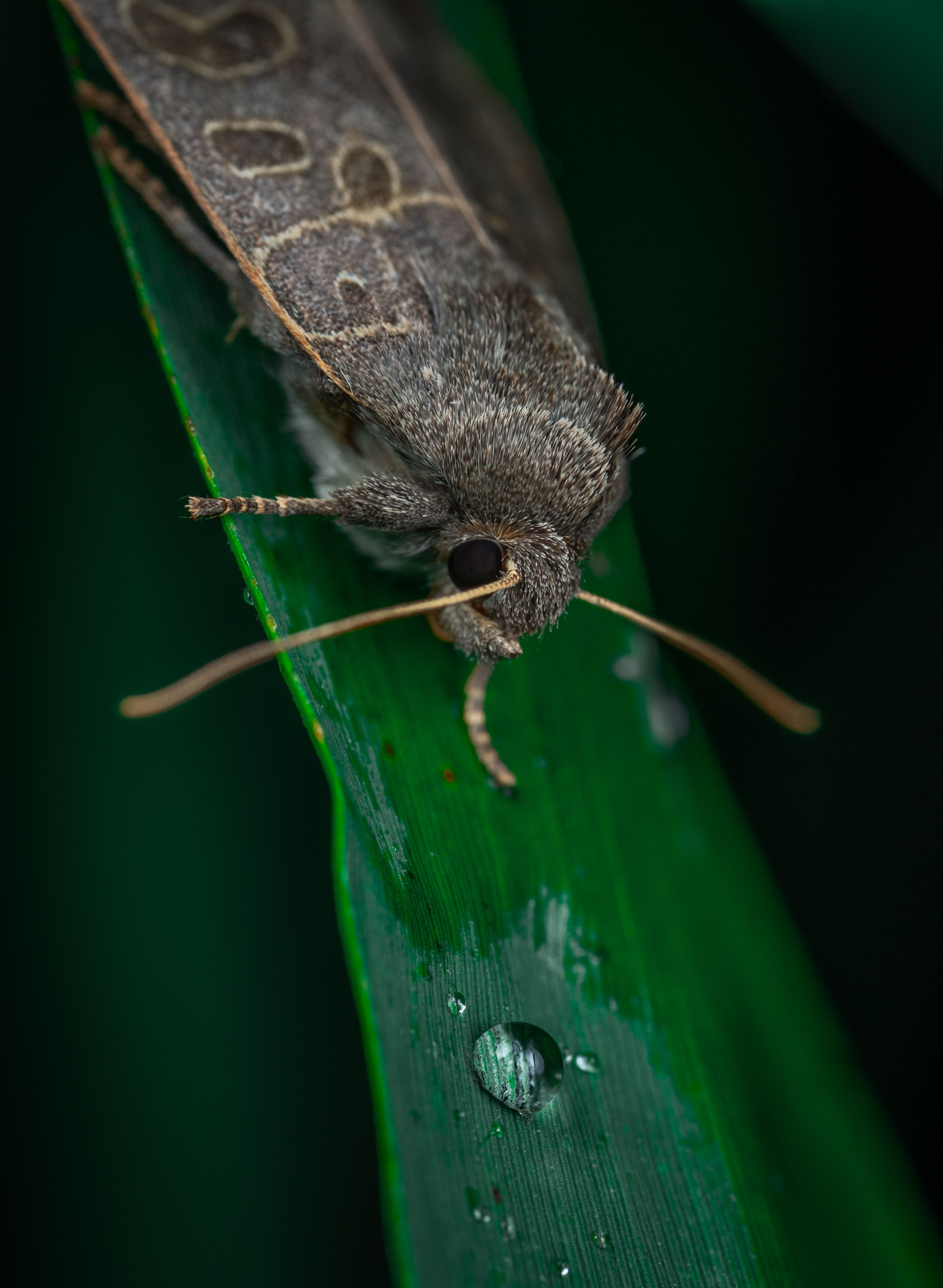 Detailed macro image of a moth resting on a vibrant green leaf with a dew drop.