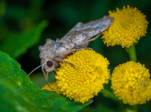 A Macro Shot of a Moth on a Flower