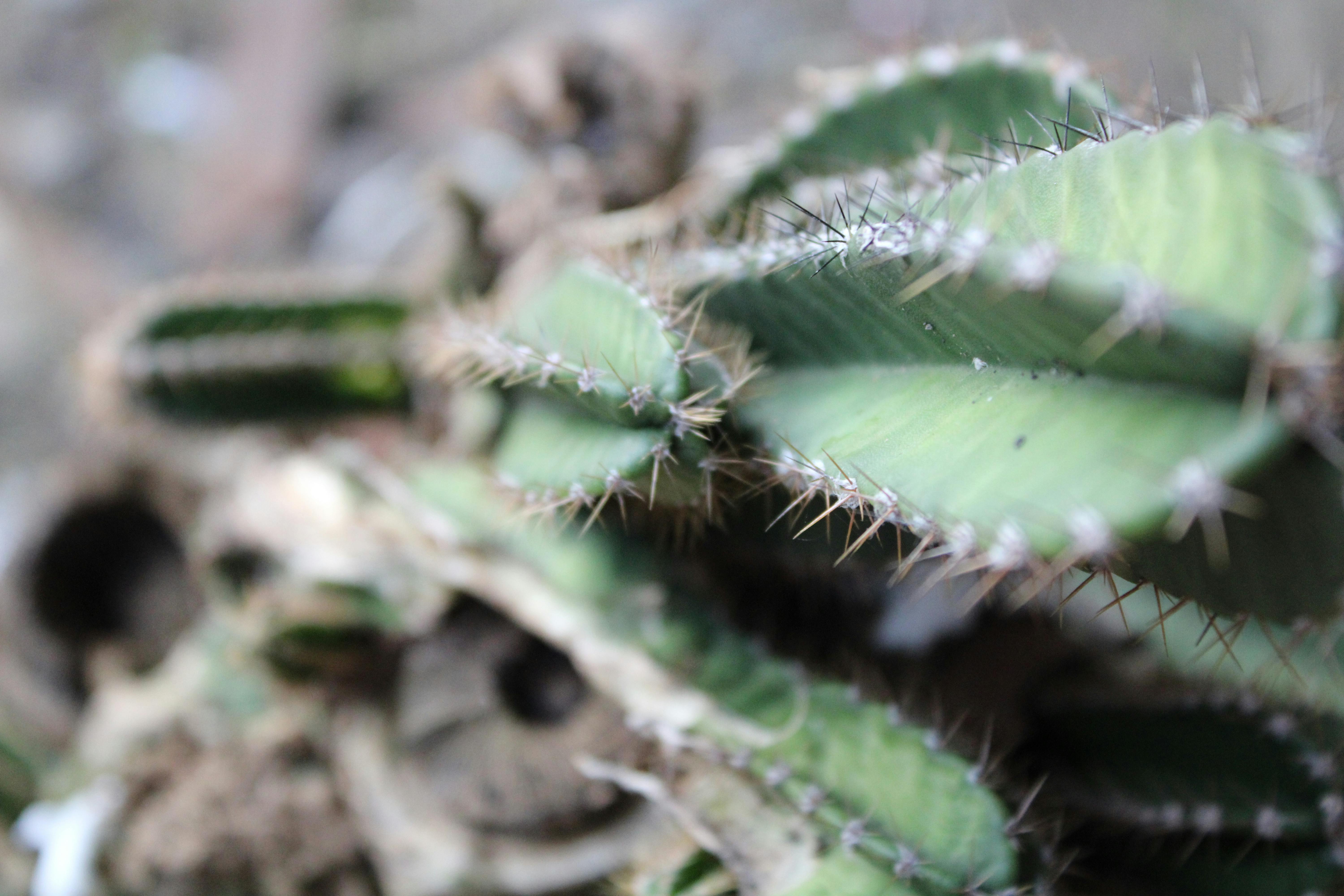 Masaje Kobido en pómulos y mandíbula