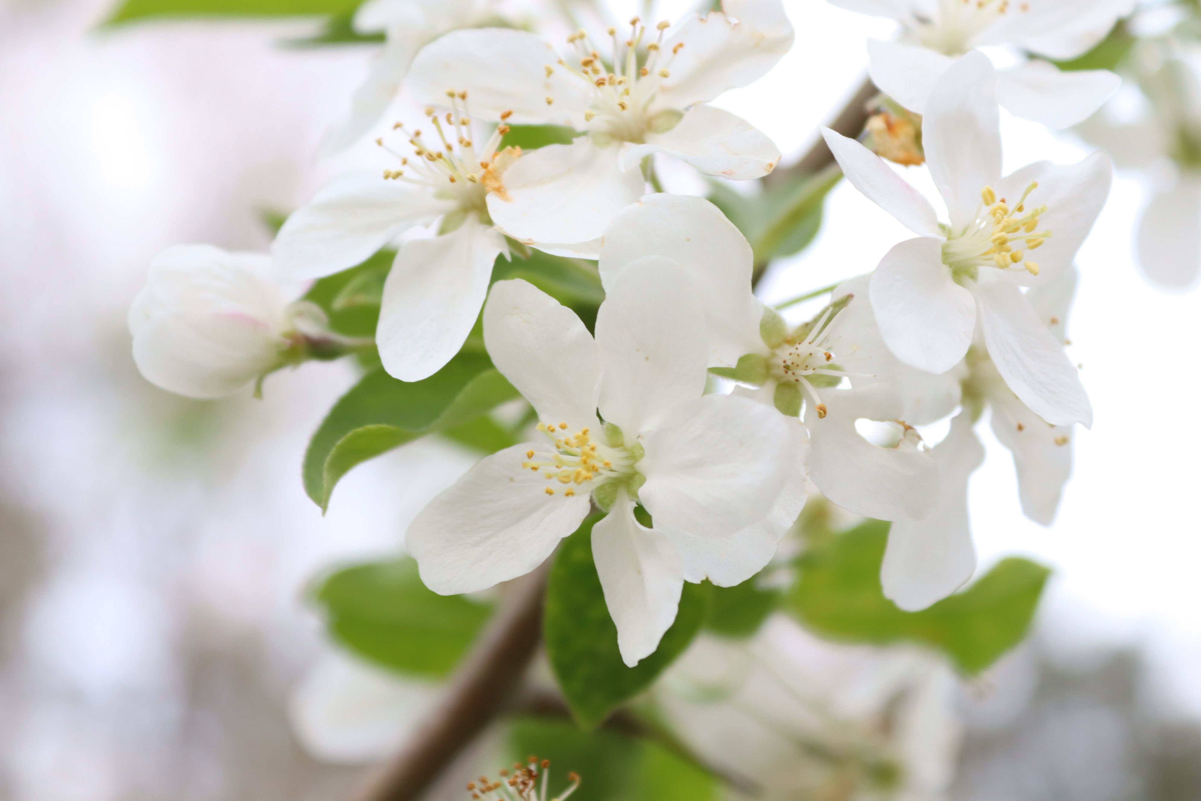 White Flowers in Close Up Photography · Free Stock Photo