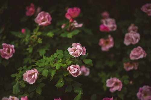 Ücretsiz bitki, bitki örtüsü, Çiçek açmak içeren Ücretsiz stok fotoğraf Stok Fotoğraflar