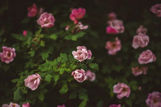 Close-up of lush pink roses blooming amidst green foliage, capturing the essence of summer.