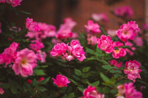Free Macro Shot Of Pink Flowers  Stock Photo