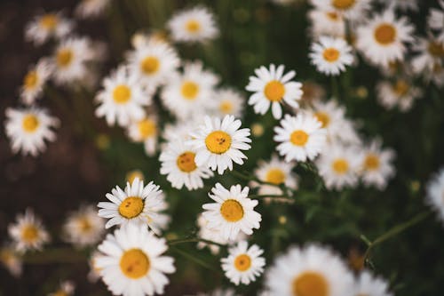 White Daisy Flowers in Close-Up Shot