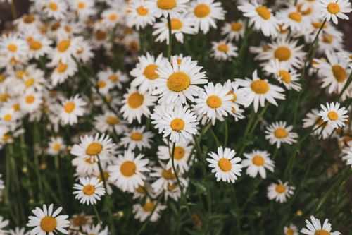 Free Close-up of blooming white daisies creating a vibrant natural scene. Stock Photo