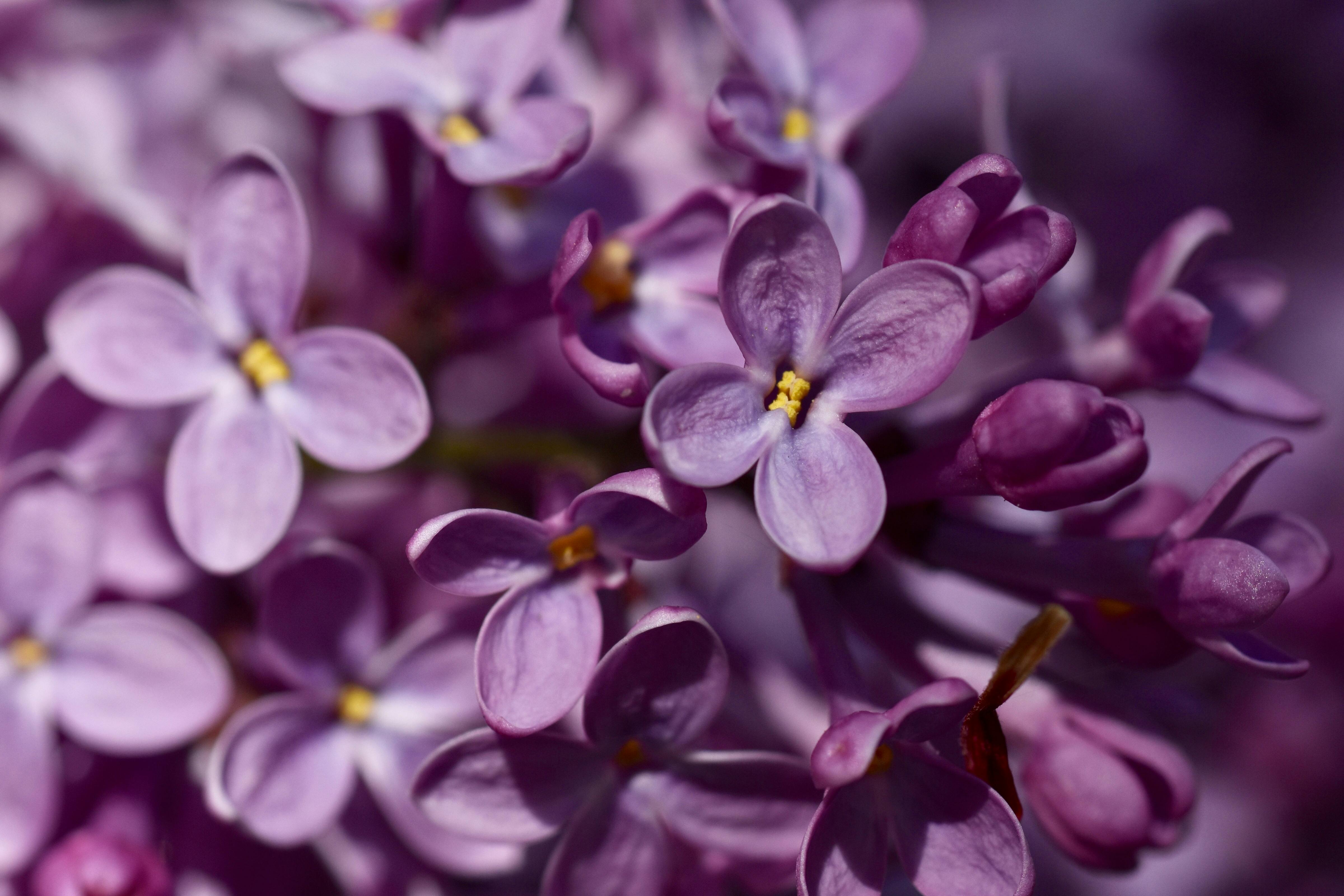 Close Photo of Purple Petaled Flower during Daytime · Free Stock Photo