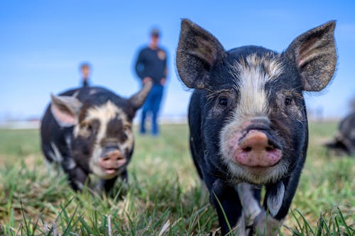 Domestic black mini pigs with spots grazing on green grass in farmland against blurred people in daytime