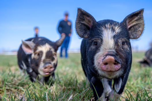 Domestic black mini pigs with spots grazing on green grass in farmland against blurred people in daytime