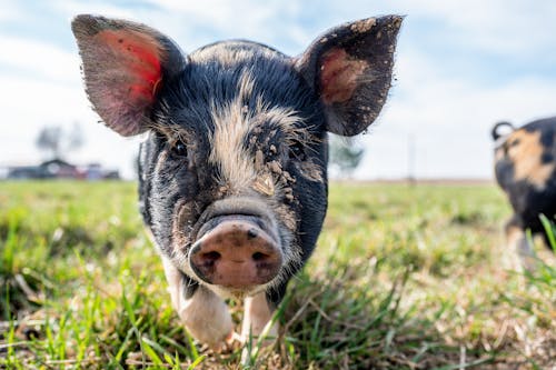 Mini pig with dirty muzzle grazing on green grass in farmland in sunny day