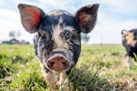 Mini pig with dirty muzzle grazing on green grass in farmland in sunny day