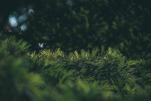 Green branches of pine tree