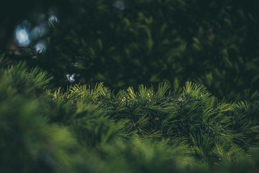 Lush green branches of evergreen pine tree with green needles against blurred background