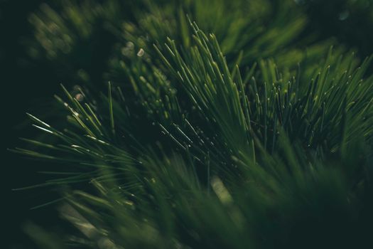 Macro of evergreen pine needles growing on green lush branches against blurred dark background