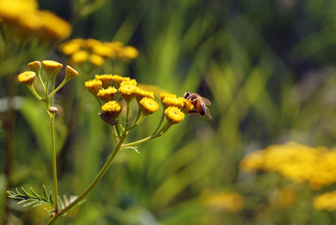 Selective Focus Photography of Honey Bee on Yellow Flower