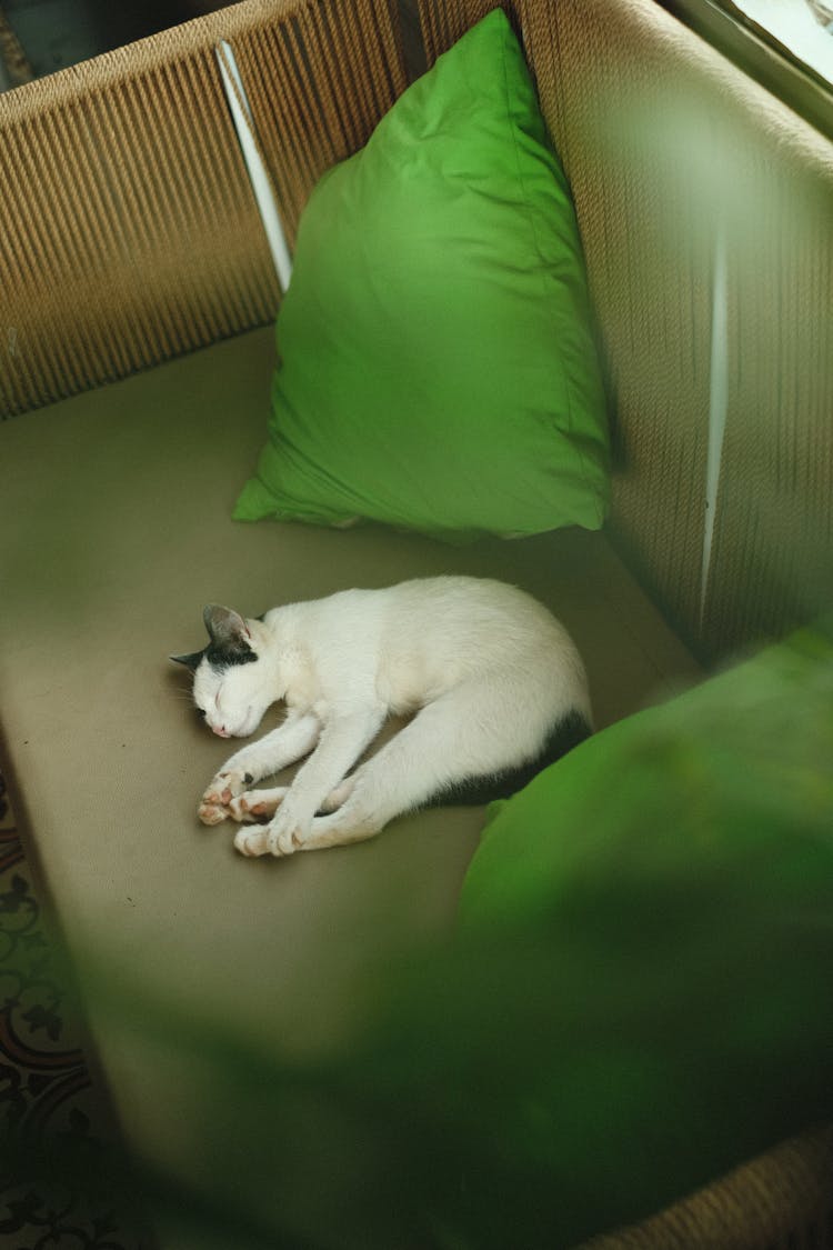 A Cat Sleeping On The Sofa