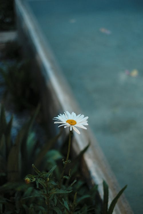 A White Daisy