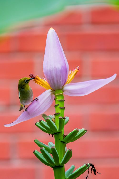 Free Small bird feeds on Musa Ornata flower, showcasing nature's beauty in Taipei. Stock Photo
