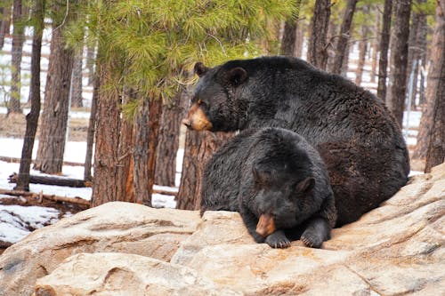 Free Black Bears on Brown Rock Stock Photo