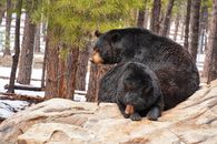 Black Bear on Brown Rock