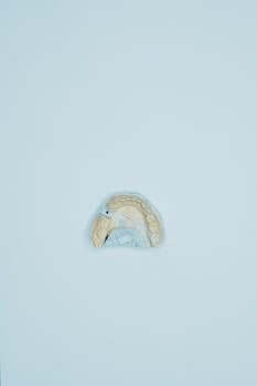 Dental cast displayed on an isolated white background, offering ample copy space.