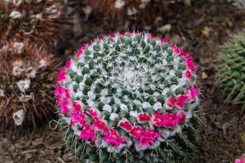 Gratis lagerfoto af blomstrende blomst, kaktus, skønhed i naturen