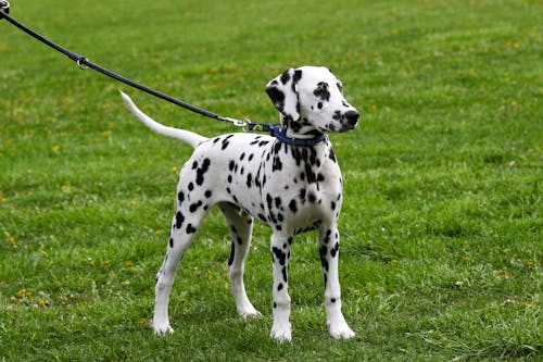 Gratis stockfoto met beest, Dalmatiër, dierenfotografie