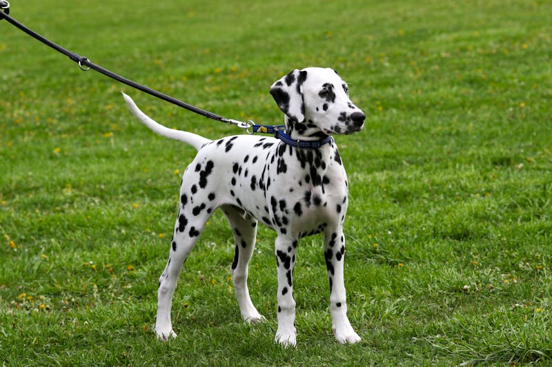 Dalmatian - Large Non-Sporting dog