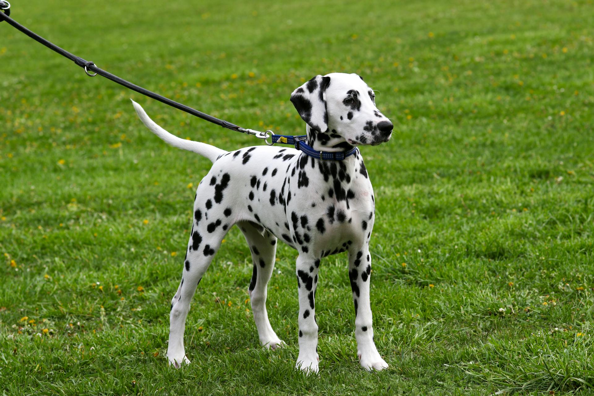 A Dog on a Leash