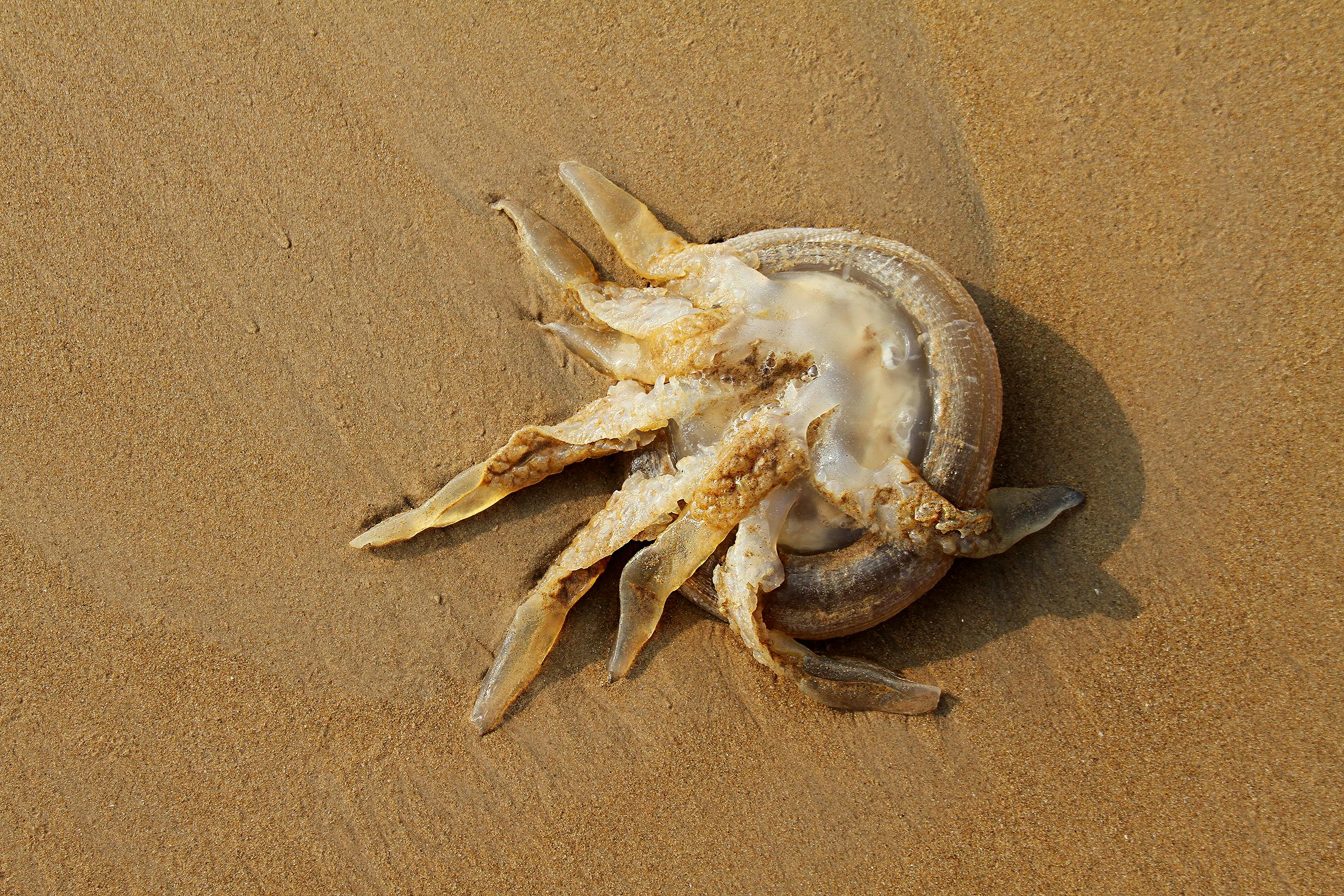 A Jellyfish on the Shore · Free Stock Photo