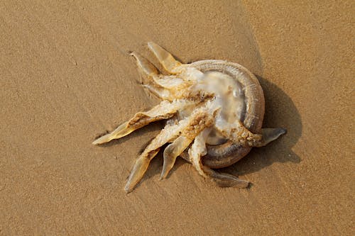 免费 去世, 岸邊, 海洋动物 的 免费素材图片 素材图片