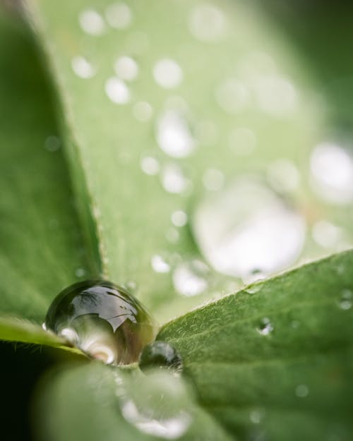 Free stock photo of macro, macro photography, nature