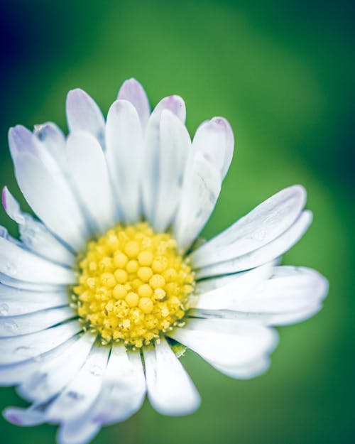 Free stock photo of daisy, details, flowers