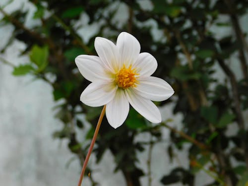Close-up of a White Dahlia Flower 