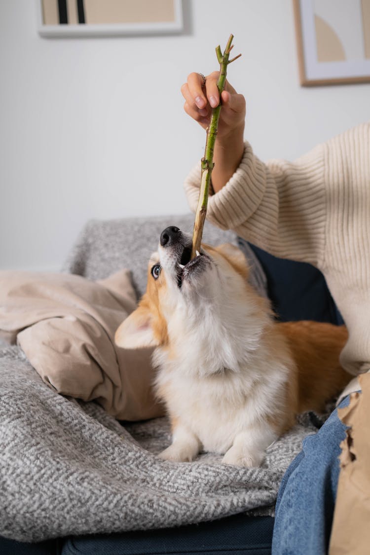 A  Corgi Biting A Stick