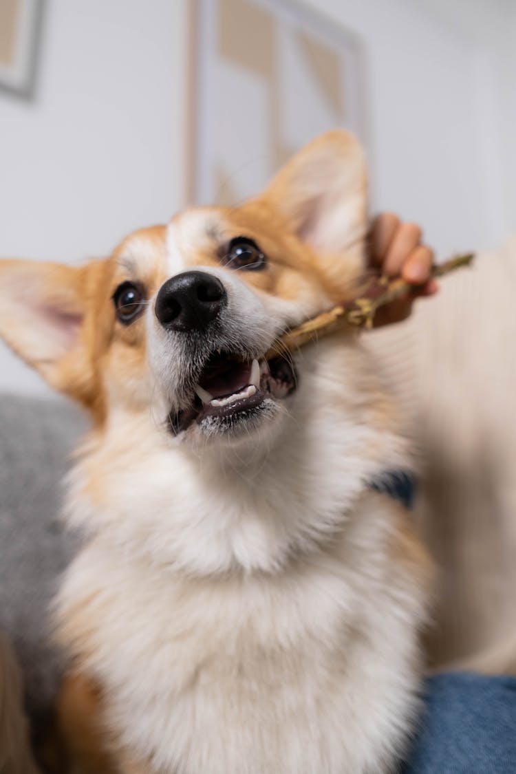 
A Corgi Biting A Stick