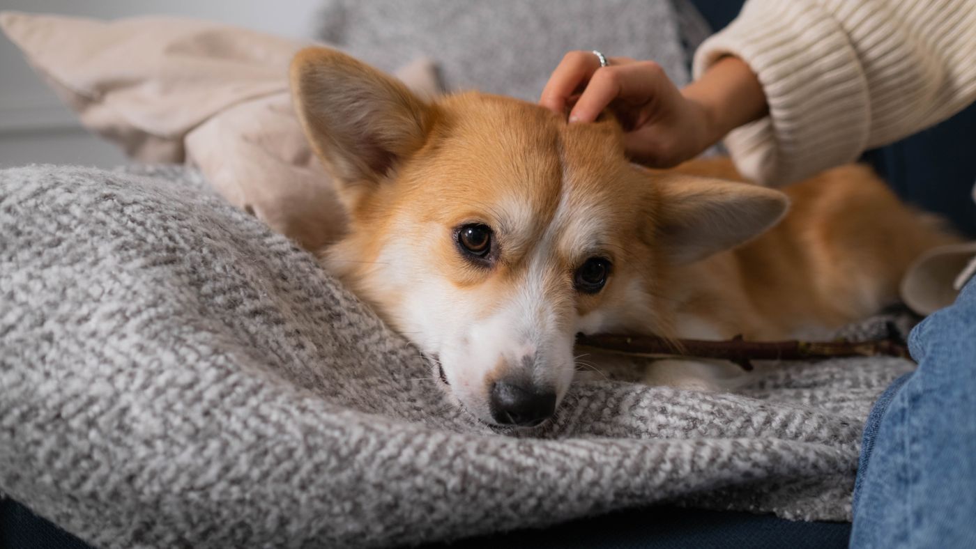 Dog Vaccinations: A Plain Guide to What Your Dog Needs and When