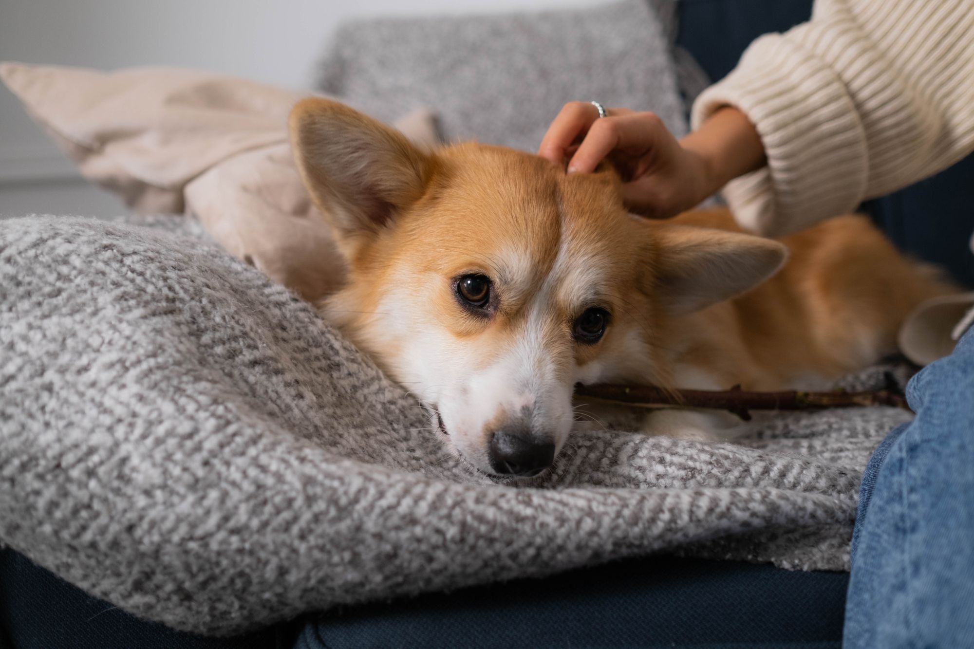 Dog relaxing comfortably at home