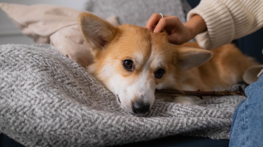 The Protein Myth That Keeps Confusing Dog Owners