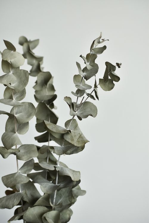 Free A subtle minimalist photograph showcasing the intricate details of eucalyptus leaves against a plain background. Stock Photo