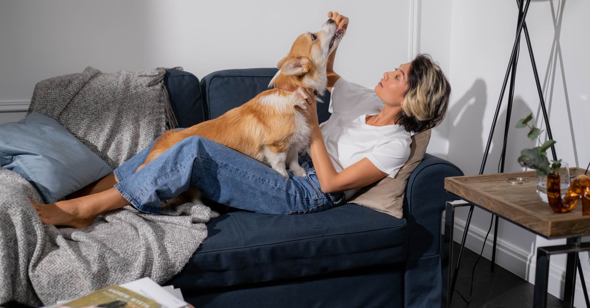 Canapé et animaux : quels revêtements résistent vraiment